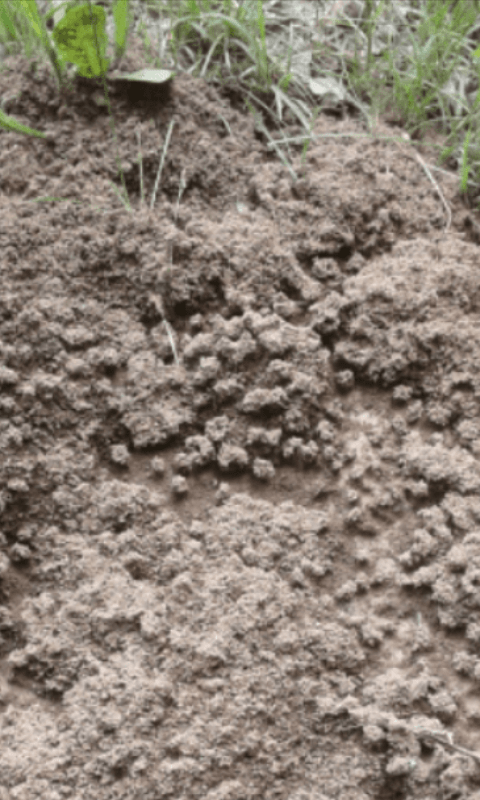 Formicidae : Lasius sp.?  S